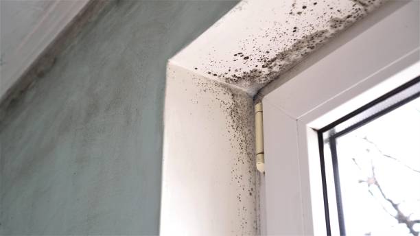 Best Mold Documentation for Insurance Claims  in Parowan, UT